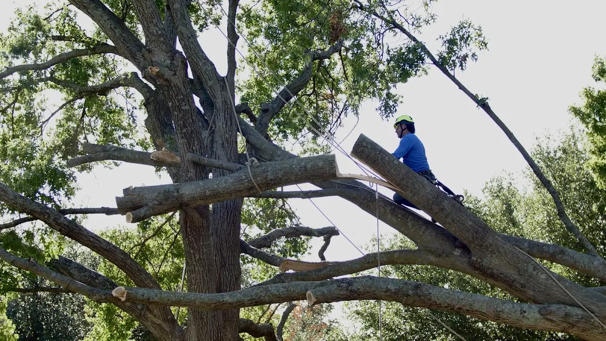 Professional Hazardous Tree Removal performed by certified arborists in Halstead
