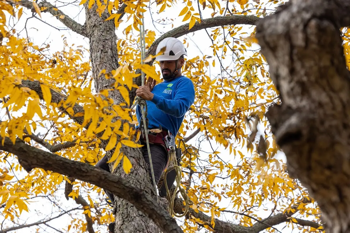 Skilled Emergency Tree Service crew working in Halstead